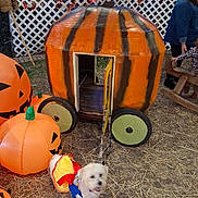 Angel Lee joined the competition — help win amazing prizes! dog, puppy, white_dog, costume, superhero_costume, halloween, pumpkin, pumpkin_carriage, orange, outdoor, autumn, hay, straw, decorations, fairy_lights, lattice, brick_wall, wooden_wheels, person, pet
