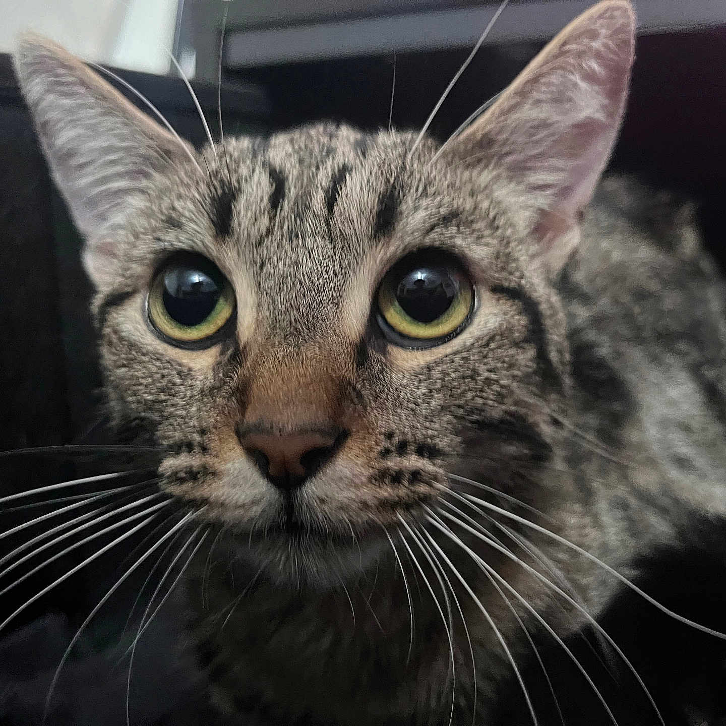 Tiramisu is registered to the contest to win money with this photo: cat, tabby, whiskers, close_up, pet, animal, feline, face, eyes, ears, curious, indoor, portrait, cute, domestic_animal, fur, muzzle, nose, black_background, looking