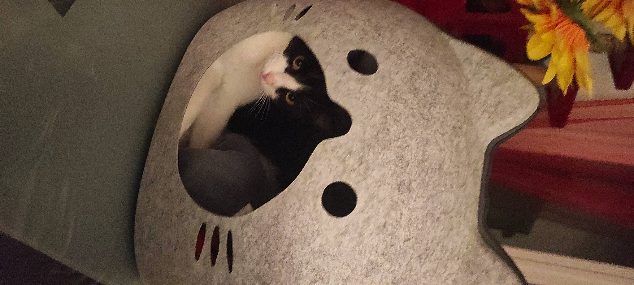 Freddy a rejoint le concours — aidez-le/la à gagner de superbes lots ! automotive_wheel_system, carmine, carnivore, cat, fashion_accessory, felidae, formal_wear, fur, helmet, musical_instrument, pattern, personal_protective_equipment, recreation, rim, small_to_medium_sized_cats, snout, sunglasses, toy, whiskers, wood