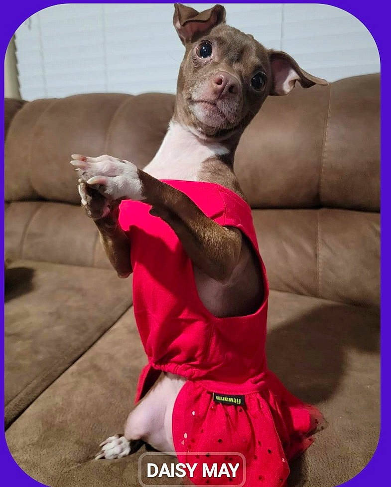 Daisy May is registered to the contest to win money with this photo: animal, architecture, bostonbull, boxer, building, bulldog, canine, couch, cushion, dog, frenchbulldog, furniture, homedecor, indoors, interiordesign, livingroom, pet, pitbull, puppy, room