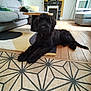 Avril a rejoint le concours — aidez-le/la à gagner de superbes lots ! black_dog, coffee_table, cozy, cushions, decor, dog, fireplace, floor_rug, fur, furniture, home, indoor, lamp, living_room, pet, plant, relaxed, sofa, window, wooden_floor