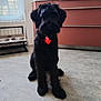 Avril a rejoint le concours — aidez-le/la à gagner de superbes lots ! animal, black_dog, cabinet, collar, curtain, dog, dog_bowl, floor, food_bowl, furniture, heart_shaped_tag, indoor, kitchen, modern, pet, radiator, sitting, tag, water_bowl, window