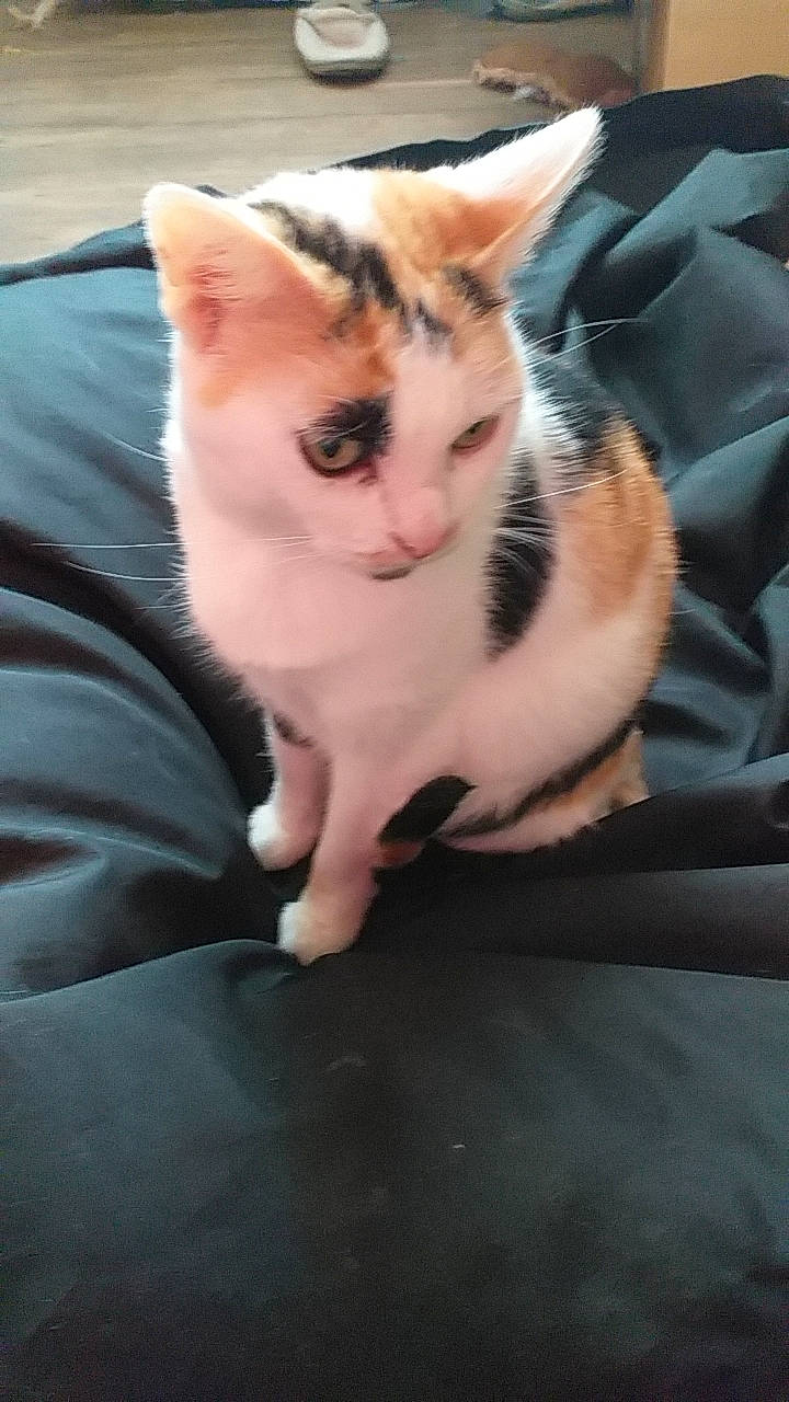 Baby a rejoint le concours — aidez-le/la à gagner de superbes lots ! carnivore, cat, comfort, domestic_short_haired_cat, eye, felidae, foot, fur, human_leg, leg, paw, sitting, small_to_medium_sized_cats, snout, tail, tree, whiskers, wood