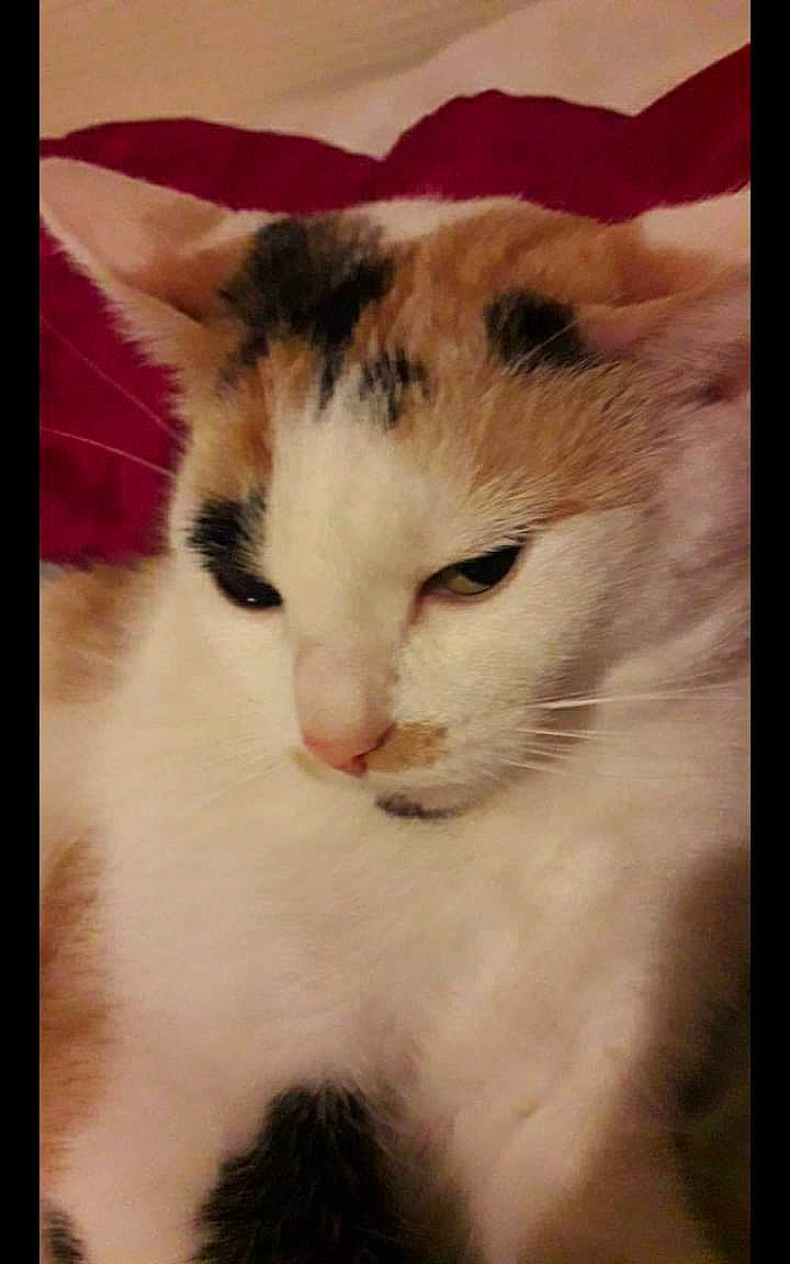 Baby participe au concours pour gagner de l'argent avec cette photo : art, carnivore, cat, comfort, domestic_short_haired_cat, felidae, fur, paw, photo_caption, rectangle, small_to_medium_sized_cats, square, tail, whiskers, window