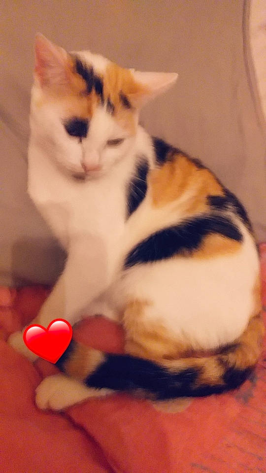 Baby a rejoint le concours — aidez-le/la à gagner de superbes lots ! carmine, carnivore, cat, cat_supply, comfort, domestic_short_haired_cat, event, eye, fawn, felidae, flooring, foot, fur, human_leg, lap, leg, paw, small_to_medium_sized_cats, tail, whiskers