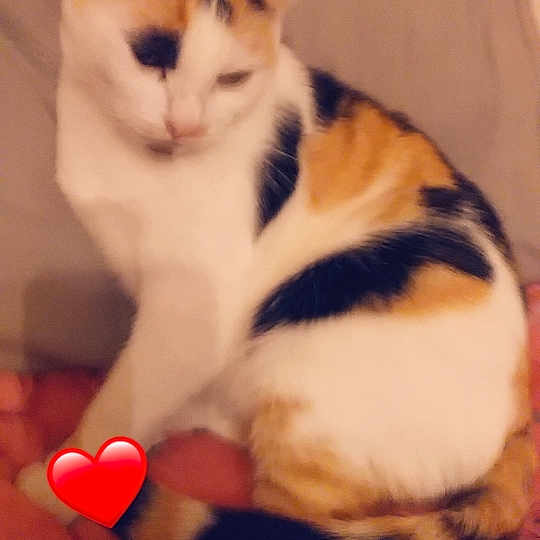 Baby
