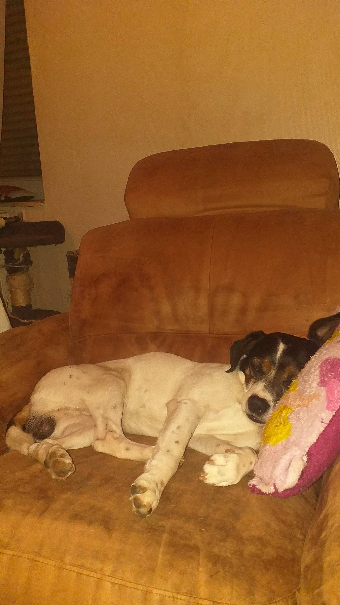 Kovou participe au concours pour gagner de l'argent avec cette photo : carnivore, comfort, companion_dog, couch, dobermann, dog, dog_breed, fawn, flooring, hardwood, lamp, linens, living_room, room, sofa_bed, sporting_group, studio_couch, tail, wood, working_animal