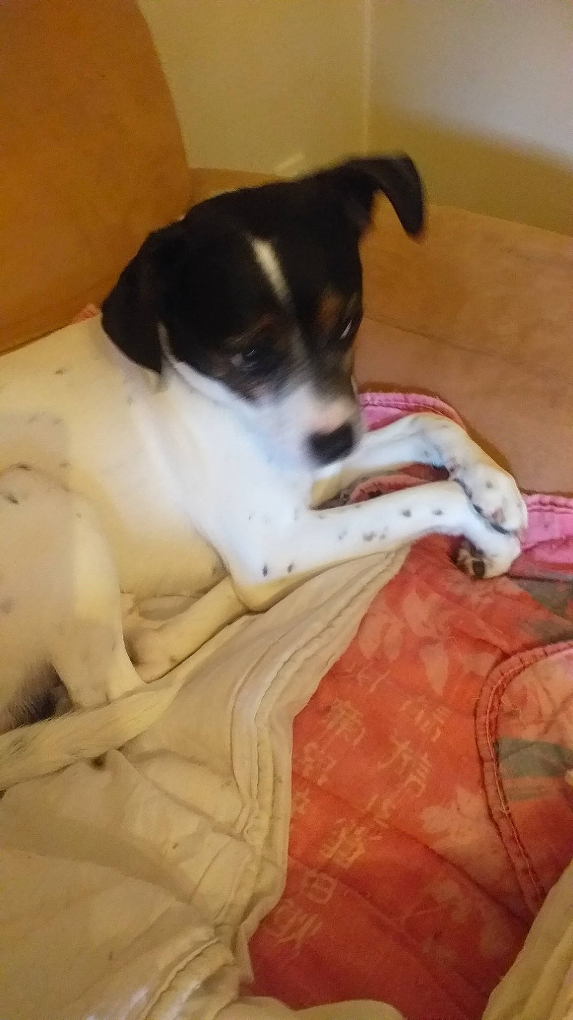 Kovou a rejoint le concours — aidez-le/la à gagner de superbes lots ! canidae, carnivore, comfort, companion_dog, dog, dog_breed, fawn, felidae, flooring, fur, nap, paw, puppy, snout, sporting_group, tail, terrier, toy_dog, whiskers, working_animal