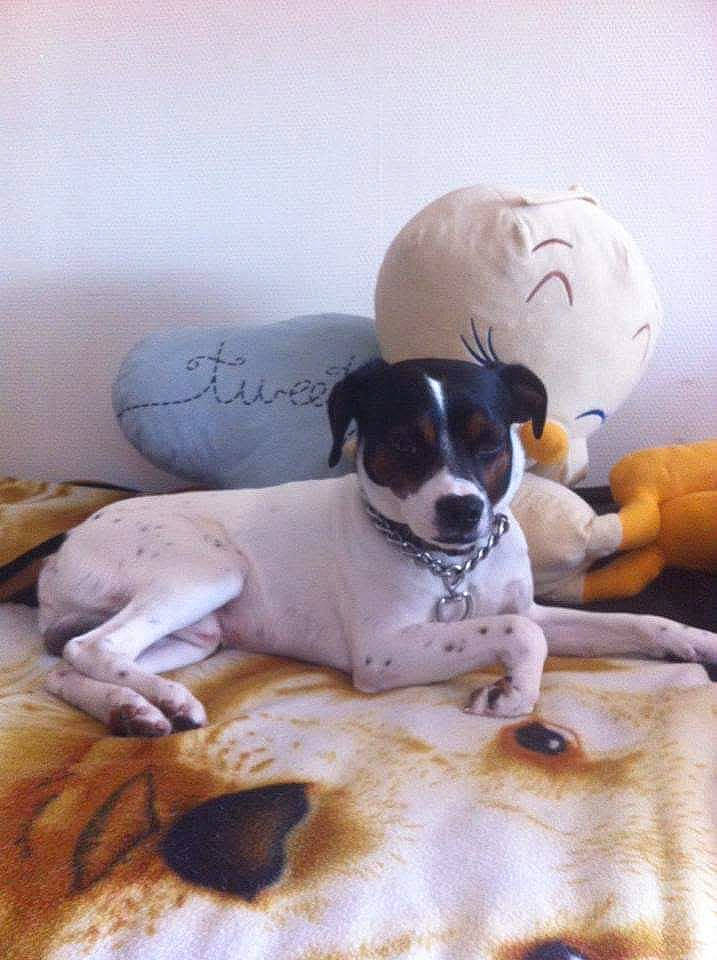 Kovou participe au concours pour gagner de l'argent avec cette photo : bed, bedding, carnivore, collar, comfort, companion_dog, couch, dog, dog_breed, fawn, floor, flooring, grey, hardwood, linens, paw, toy, toy_dog, wood, working_animal