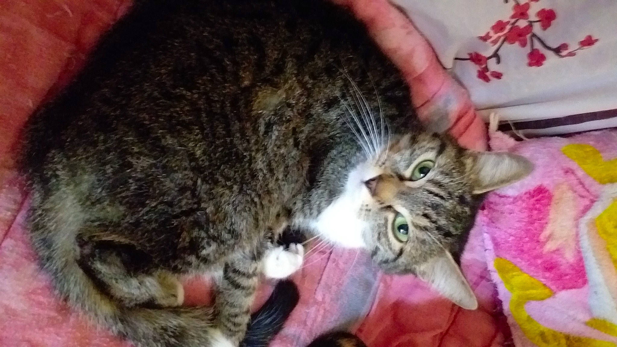 Chipie participe au concours pour gagner de l'argent avec cette photo : carnivore, cat, claw, comfort, domestic_short_haired_cat, felidae, fur, paw, small_to_medium_sized_cats, snout, terrestrial_animal, whiskers