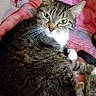 cat, tabby, pet, animal, fur, whiskers, green_eyes, blanket, pink, red, curled_up, indoor, cozy, resting, cute, domestic_cat, feline, soft, relaxed, curious