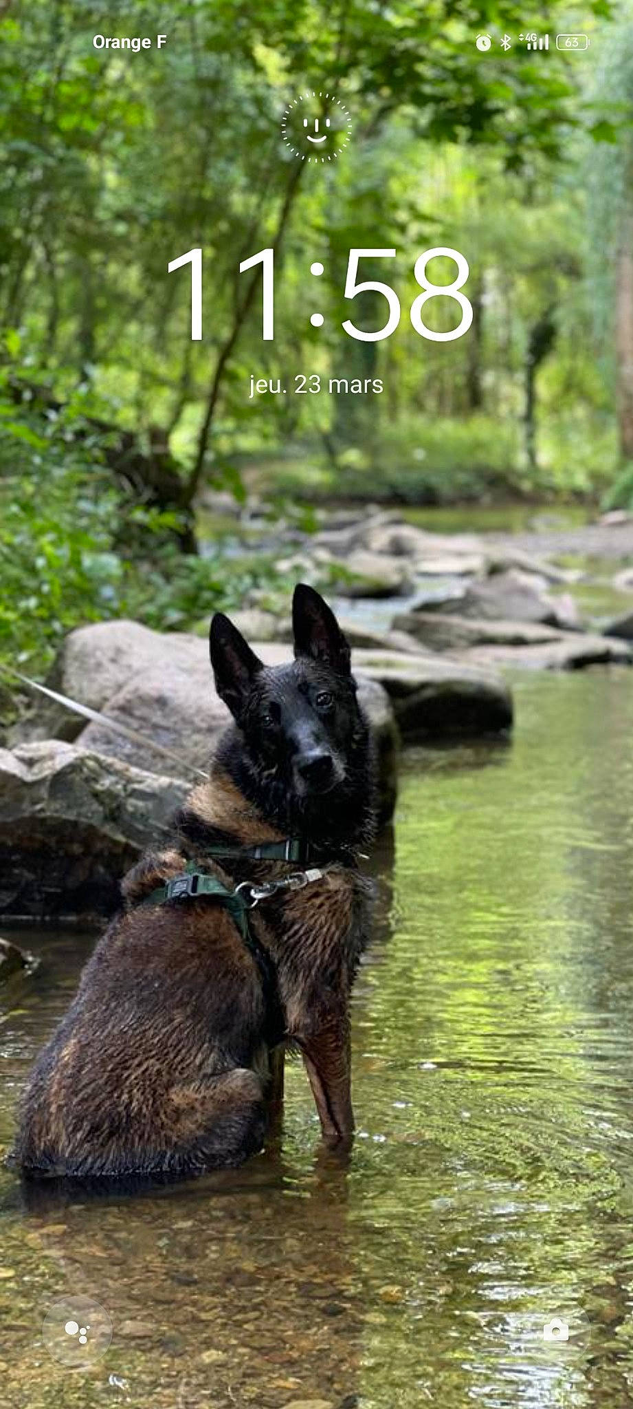 Fidji participe au concours pour gagner de l'argent avec cette photo : black_norwegian_elkhound, canis, carnivore, dog, dog_breed, forest, grass, guard_dog, herding_dog, jungle, king_shepherd, natural_landscape, plant, tail, terrestrial_animal, tree, water, wilderness, working_animal, working_dog