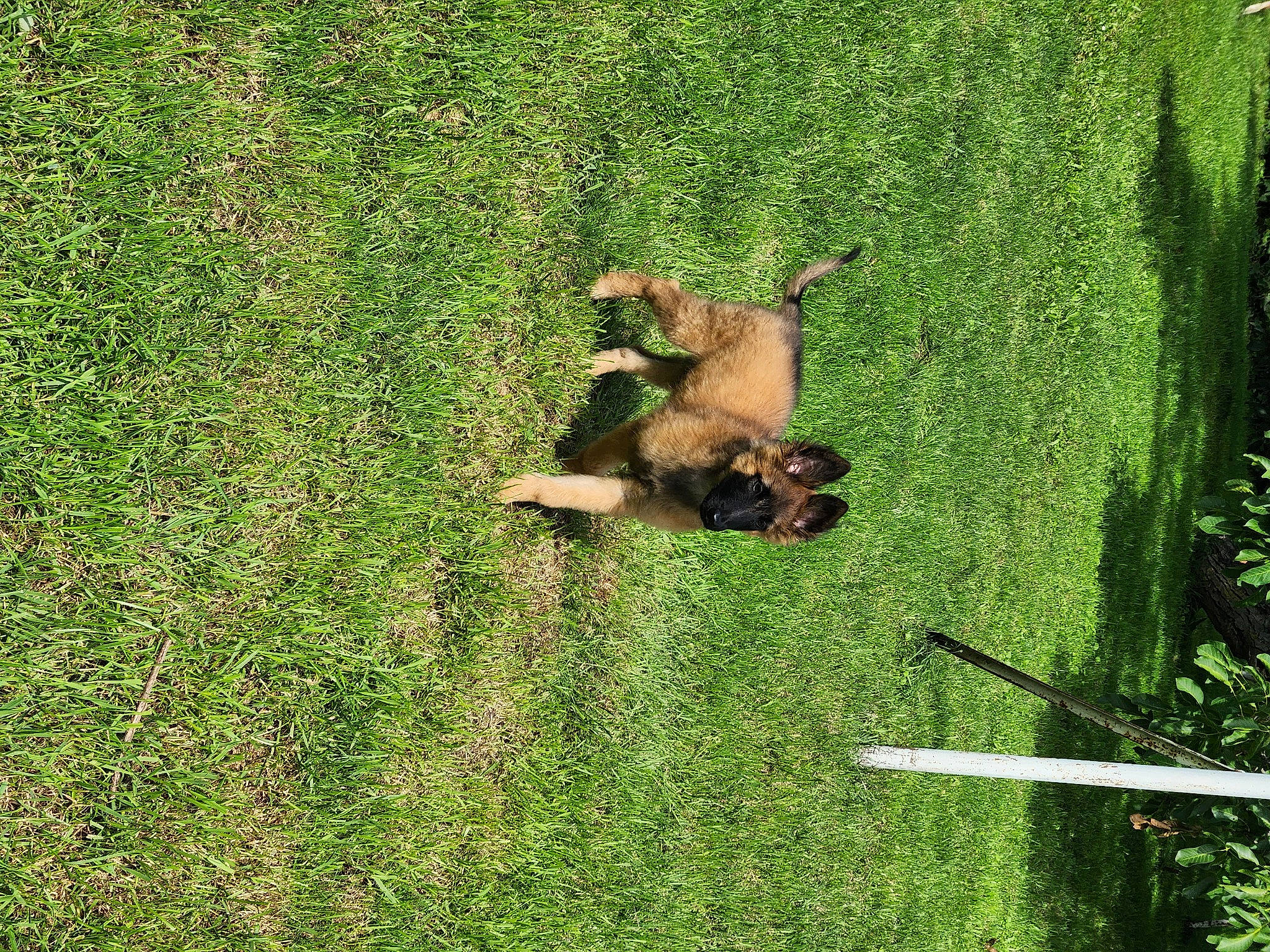 Blue participe au concours pour gagner de l'argent avec cette photo : carnivore, dog, ecoregion, field, grass, grass_family, grassland, groundcover, landscape, lawn, meadow, pasture, people_in_nature, plant, prairie, shrub, soil, terrestrial_animal, terrestrial_plant, tree