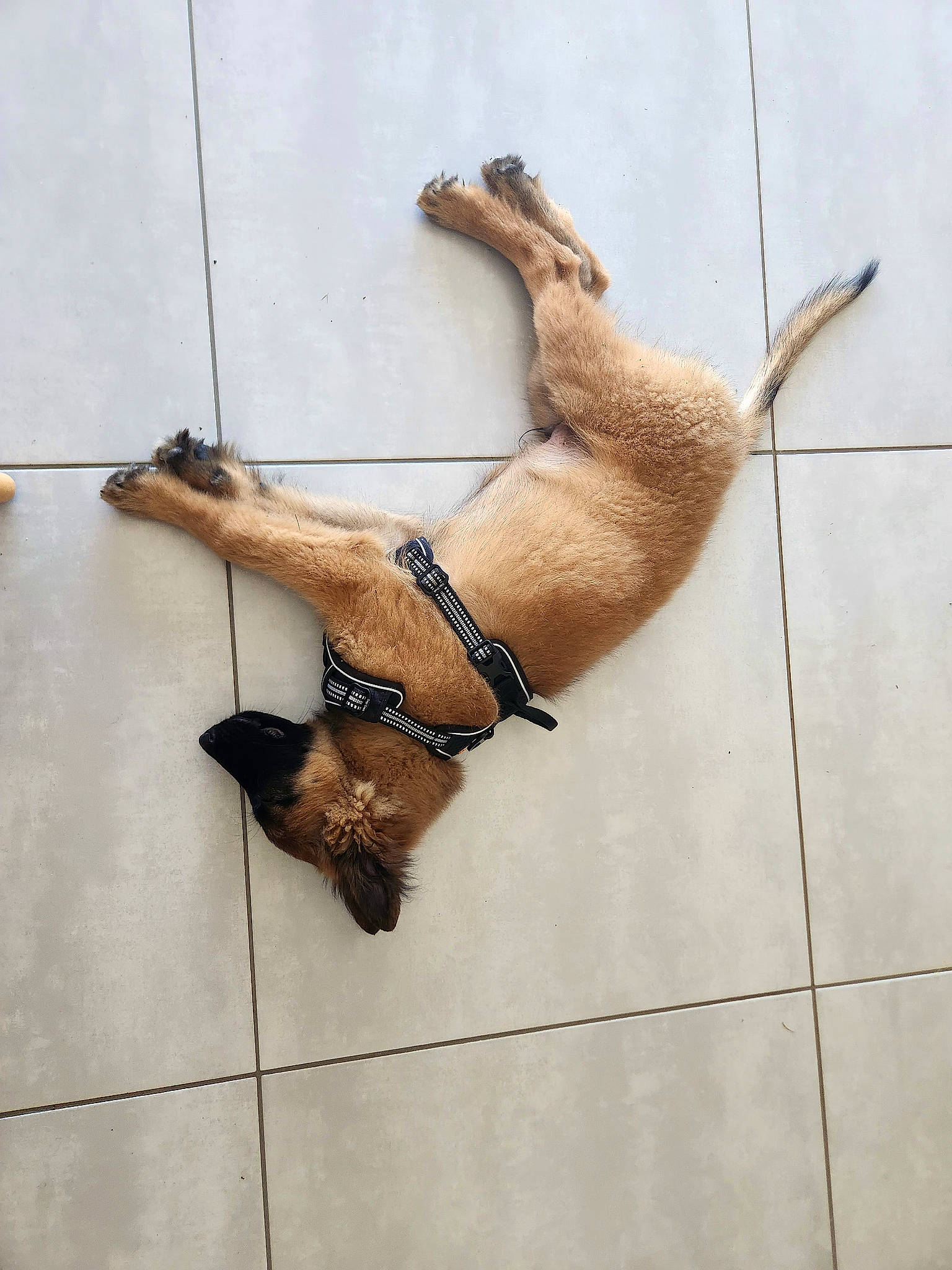 Blue a rejoint le concours — aidez-le/la à gagner de superbes lots ! art, barefoot, canidae, carnivore, dog, dog_breed, elbow, fawn, flooring, foot, human_body, human_leg, knee, sandal, snout, sporting_group, tail, thigh, window, wood