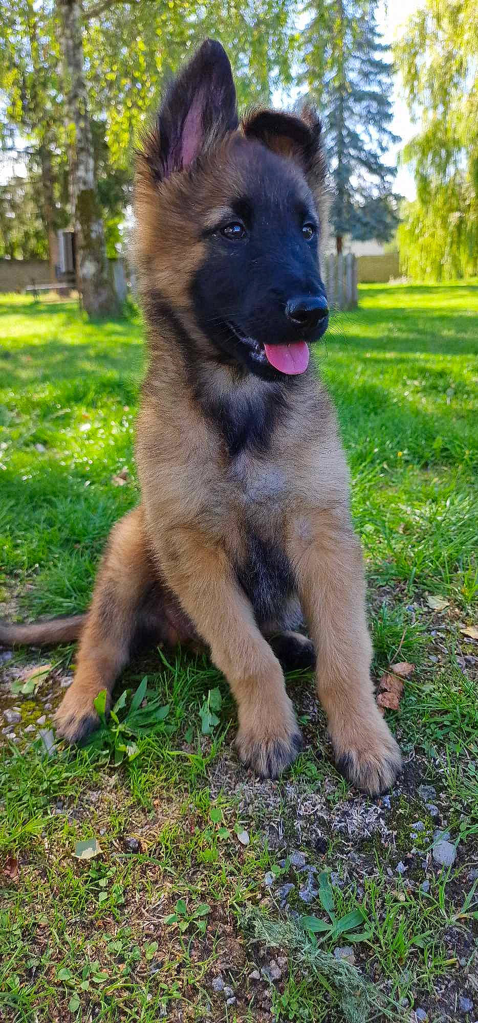 Blue a rejoint le concours — aidez-le/la à gagner de superbes lots ! ancient_dog_breeds, carnivore, collar, companion_dog, dog, dog_breed, grass, guard_dog, plant, snout, sporting_group, tail, terrestrial_animal, tree, working_animal, working_dog