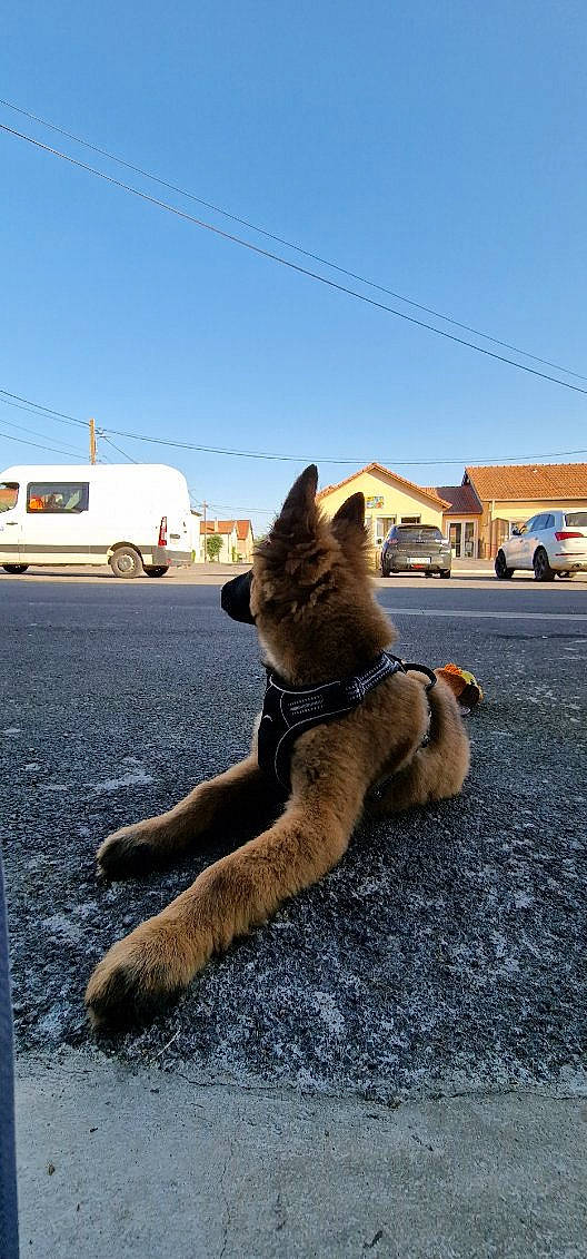 Blue a rejoint le concours — aidez-le/la à gagner de superbes lots ! asphalt, car, carnivore, collar, companion_dog, dog, dog_breed, fawn, german_shepherd_dog, land_vehicle, road_surface, sidewalk, sky, snout, tail, tire, vehicle, wheel, window, working_animal