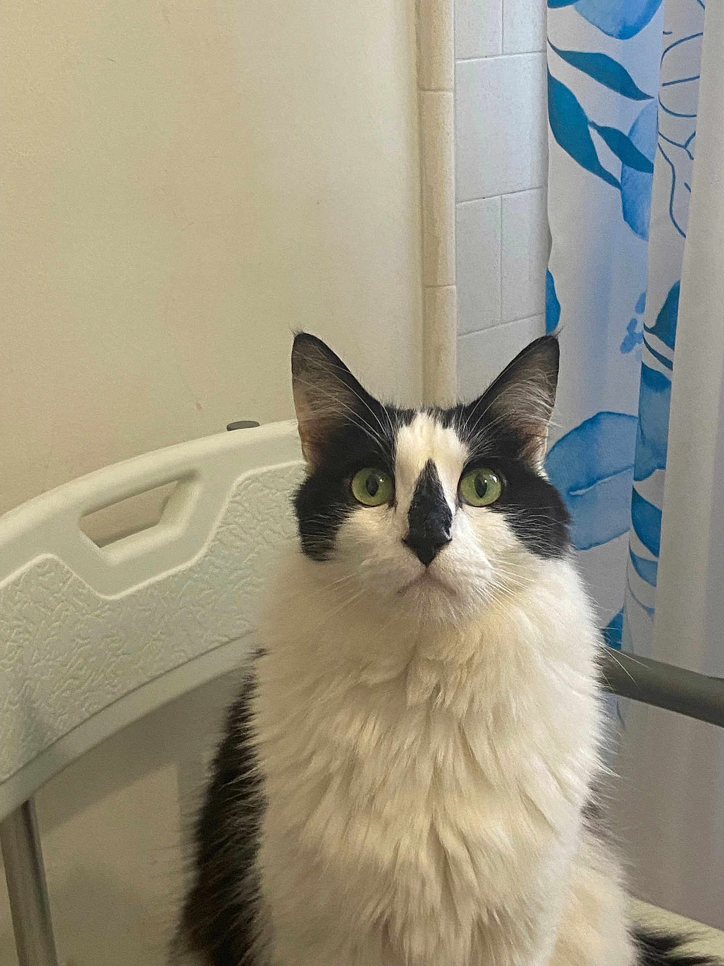 Charlie joined the competition — help win amazing prizes! cat, black_and_white, fluffy, green_eyes, chair, indoor, curtain, patterned, pet, feline, looking_up, white_wall, domestic_animal, portrait, sitting, whiskers, ears, fur, close_up, calm