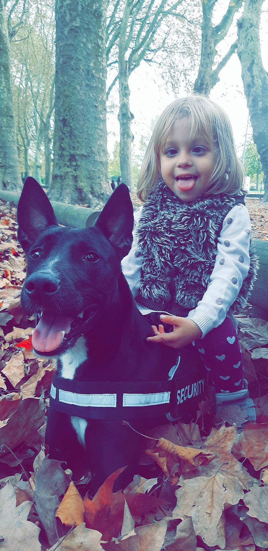 Gypsi a rejoint le concours — aidez-le/la à gagner de superbes lots ! american_staffordshire_terrier, canidae, carnivore, companion_dog, dog, dog_breed, ear, fawn, great_dane, guard_dog, non_sporting_group, rare_breed_dog, smile, thai_ridgeback