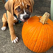 Howard is registered to the contest to win money with this photo: puppy, dog, pumpkin, orange, concrete, drool, wrinkles, curious, outdoor, closeup, pet, young, cute, playful, animal, fall, autumn, collar, paw, snout