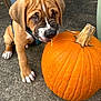 puppy, dog, pumpkin, orange, concrete, drool, wrinkles, curious, outdoor, closeup, pet, young, cute, playful, animal, fall, autumn, collar, paw, snout