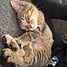 animal, black_hoodie, cat, comfort, companion, couch, cozy, cute, fur, human, indoor, kitten, nap, paw, pet, relaxation, resting, sleeping, tabby, texture
