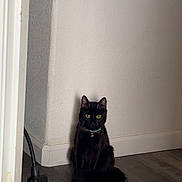 Daisy Billie Mae joined the competition — help win amazing prizes! cat, black_cat, pet, animal, indoor, floor, wooden_floor, wall, collar, bell, sitting, yellow_eyes, fur, quiet, corner, domestic, feline, looking, alert, shadow
