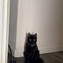 cat, black_cat, pet, animal, indoor, floor, wooden_floor, wall, collar, bell, sitting, yellow_eyes, fur, quiet, corner, domestic, feline, looking, alert, shadow