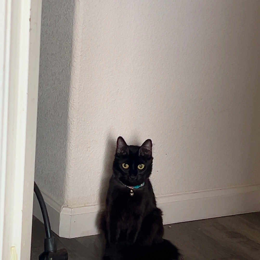 Daisy Billie Mae joined the competition — help win amazing prizes! alert, animal, bell, black_cat, cat, collar, corner, domestic, feline, floor, fur, indoor, looking, pet, quiet, shadow, sitting, wall, wooden_floor, yellow_eyes