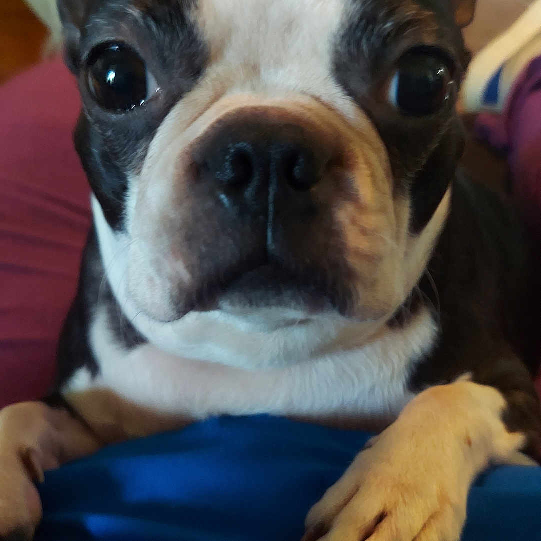 Gracie joined the competition — help win amazing prizes! animal, black_and_white, boston_terrier, carpet, close_up, couch, cute, dog, ears, face, fur, home, indoor, looking_at_camera, nose, paws, pet, portrait, sitting, tongue_hidden