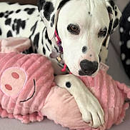 Azalée participe au concours pour gagner de l'argent avec cette photo : animal, closeup, collar, companion, cute, dalmatian, dog, face, fur, indoor, paw, pet, pink, plush_toy, relaxed, resting, snout, soft, spots, toy