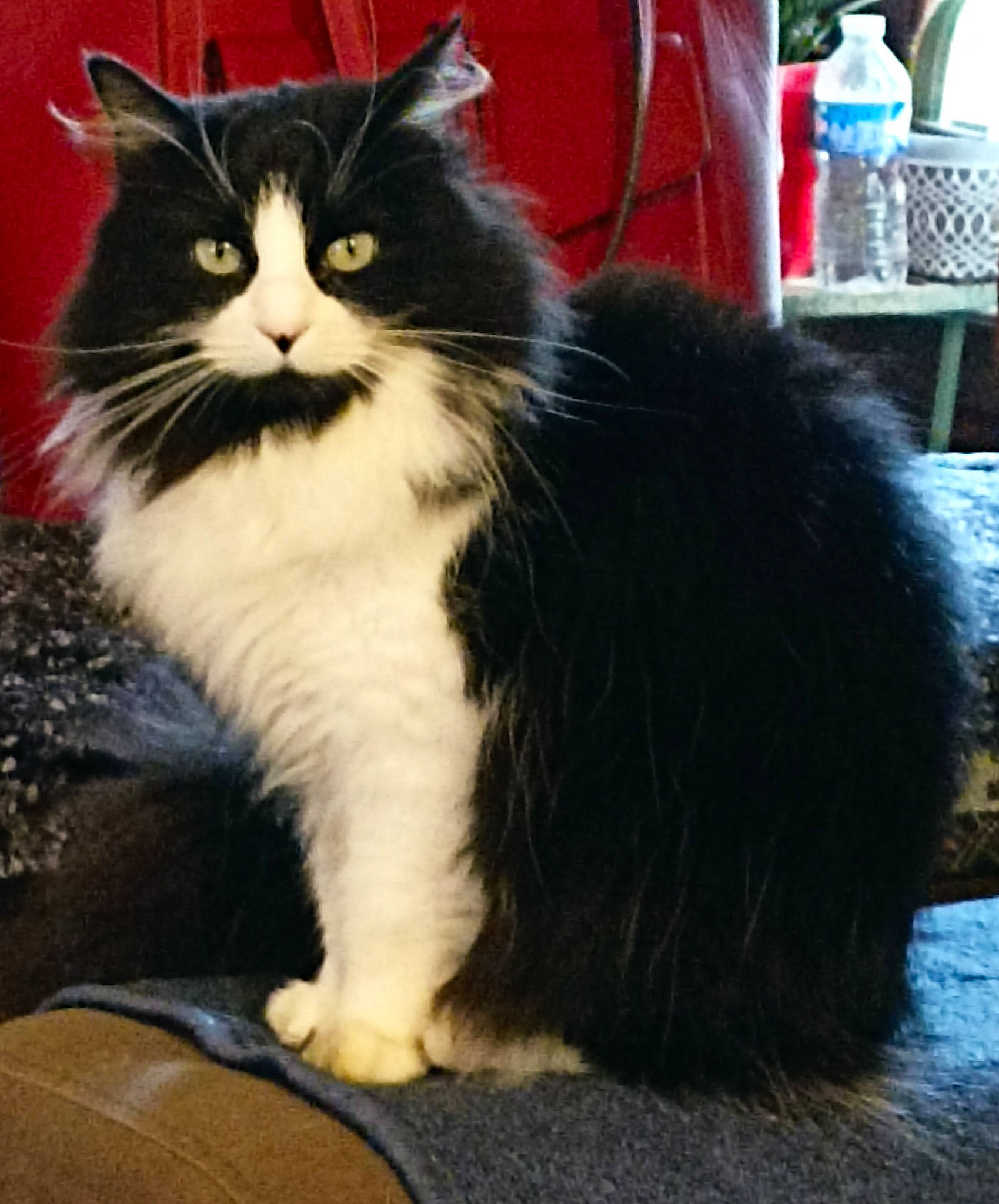 Lola participe au concours pour gagner de l'argent avec cette photo : bottle, carnivore, cat, claw, domestic_short_haired_cat, felidae, foot, fur, grass, paw, sitting, small_to_medium_sized_cats, snout, tail, terrestrial_animal, water_bottle, whiskers, window