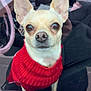 Nala participe au concours pour gagner de l'argent avec cette photo : dog, chihuahua, red_sweater, car_window, reflection, person, glasses, smartphone, pet, cute, ears, face, animal, portrait, indoors, looking, closeup, furry, companion, winter_clothing
