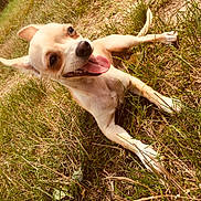 Nala participe au concours pour gagner de l'argent avec cette photo : dog, chihuahua, grass, outdoor, pet, animal, tongue_out, happy, playful, small_dog, canine, nature, sunlight, lying_down, ears_up, brown_and_white, closeup, summer, cute, friendly