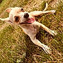 dog, chihuahua, grass, outdoor, pet, animal, tongue_out, happy, playful, small_dog, canine, nature, sunlight, lying_down, ears_up, brown_and_white, closeup, summer, cute, friendly
