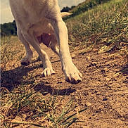 Luna participe au concours pour gagner de l'argent avec cette photo : dog, chihuahua, outdoor, grass, dirt_path, happy, walking, smiling, close_up, sky, sunny, nature, pet, small_dog, ears, paw, daytime, animal, mammal, playful