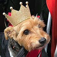 Chase joined the competition — help win amazing prizes! accessory, adorable, animal, black, brown, canine, closeup, collar, crown, cute, dog, ears, face, fur, glitter, indoor, pet, portrait, royalty, whiskers