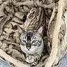 Leonte is registered to the contest to win money with this photo: cat, tabby_cat, blue_eyes, pet, animal, feline, portrait, close_up, sitting, crossed_paws, fluffy_bed, pet_bed, leopard_print, brown, beige, indoor, home, carpet, whiskers, serious_expression