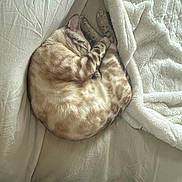 Leonte joined the competition — help win amazing prizes! cat, tabby_cat, sleeping, curled_up, indoors, bed, blanket, pillow, bedding, cozy, relaxed, resting, furry, striped, whiskers, ears, tail, soft_lighting, portrait, home