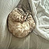 cat, tabby_cat, sleeping, curled_up, indoors, bed, blanket, pillow, bedding, cozy, relaxed, resting, furry, striped, whiskers, ears, tail, soft_lighting, portrait, home