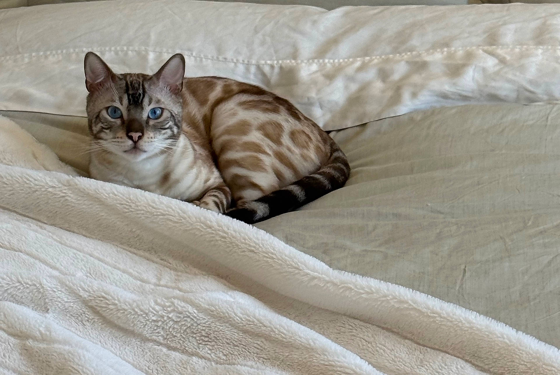 Leonte joined the competition — help win amazing prizes! animal, bed, bedding, bedroom, blanket, blue_eyes, cat, cozy, ears, feline, indoors, looking_at_camera, lying_down, pet, portrait, sitting, spotted_coat, striped_tail, tabby, whiskers