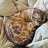 Leonte is registered to the contest to win money with this photo: cat, sleeping, curled_up, bed, bedding, blanket, pillow, indoors, home, pet, animal, furry, striped, brown, cream, relaxed, cozy, game_controller, resting, photography