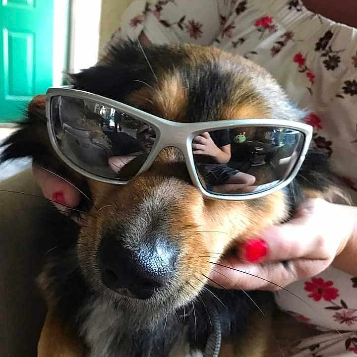 Bear joined the competition — help win amazing prizes! carnivore, collar, companion_dog, dog, dog_breed, dog_collar, ear, eyewear, fawn, fun, glasses, goggles, personal_protective_equipment, selfie, snout, sporting_group, sunglasses, vision_care, whiskers, working_animal