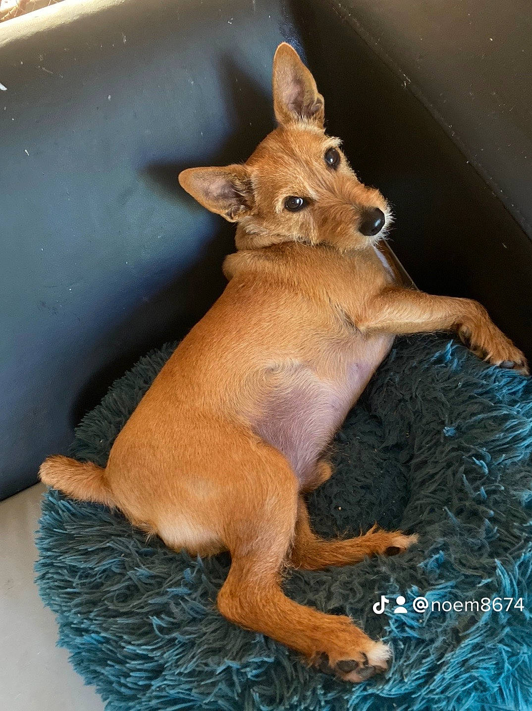 Diky participe au concours pour gagner de l'argent avec cette photo : ancient_dog_breeds, canidae, carnivore, claw, companion_dog, dog_breed, fawn, fur, liver, paw, peach, snout, tail, terrestrial_animal, toy, whiskers, wildlife