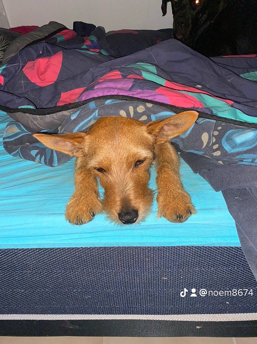 Diky a rejoint le concours — aidez-le/la à gagner de superbes lots ! canidae, carnivore, companion_dog, dog, dog_breed, dog_clothes, dog_sports, dog_supply, fawn, flooring, fur, linens, liver, pet_supply, rectangle, snout, sporting_group, toy_dog, umbrella, working_animal