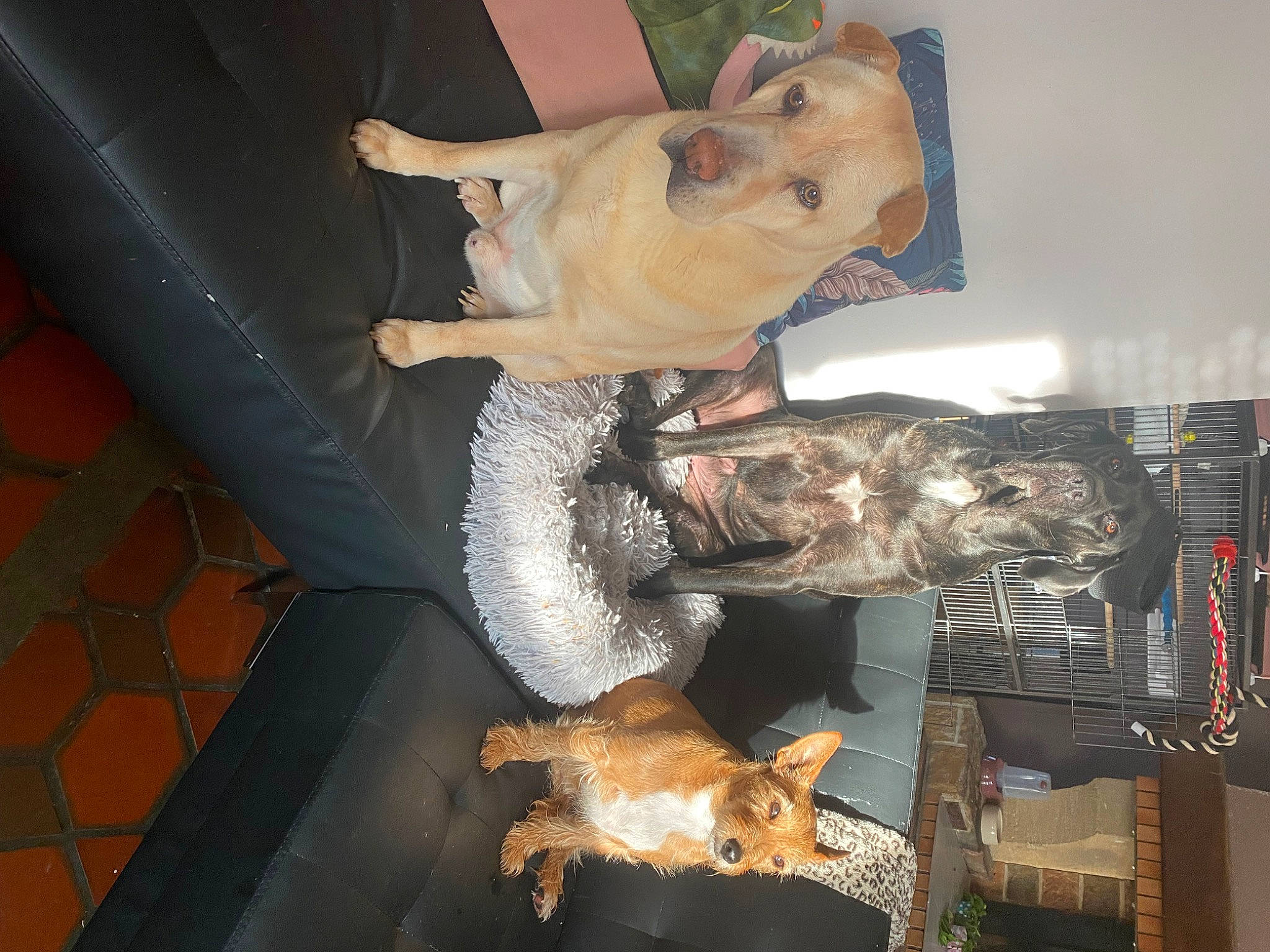 Diky participe au concours pour gagner de l'argent avec cette photo : art, carnivore, collection, companion_dog, flooring, fur, mammal, metal, room, sculpture, sporting_group, tail, vertebrate, visual_arts