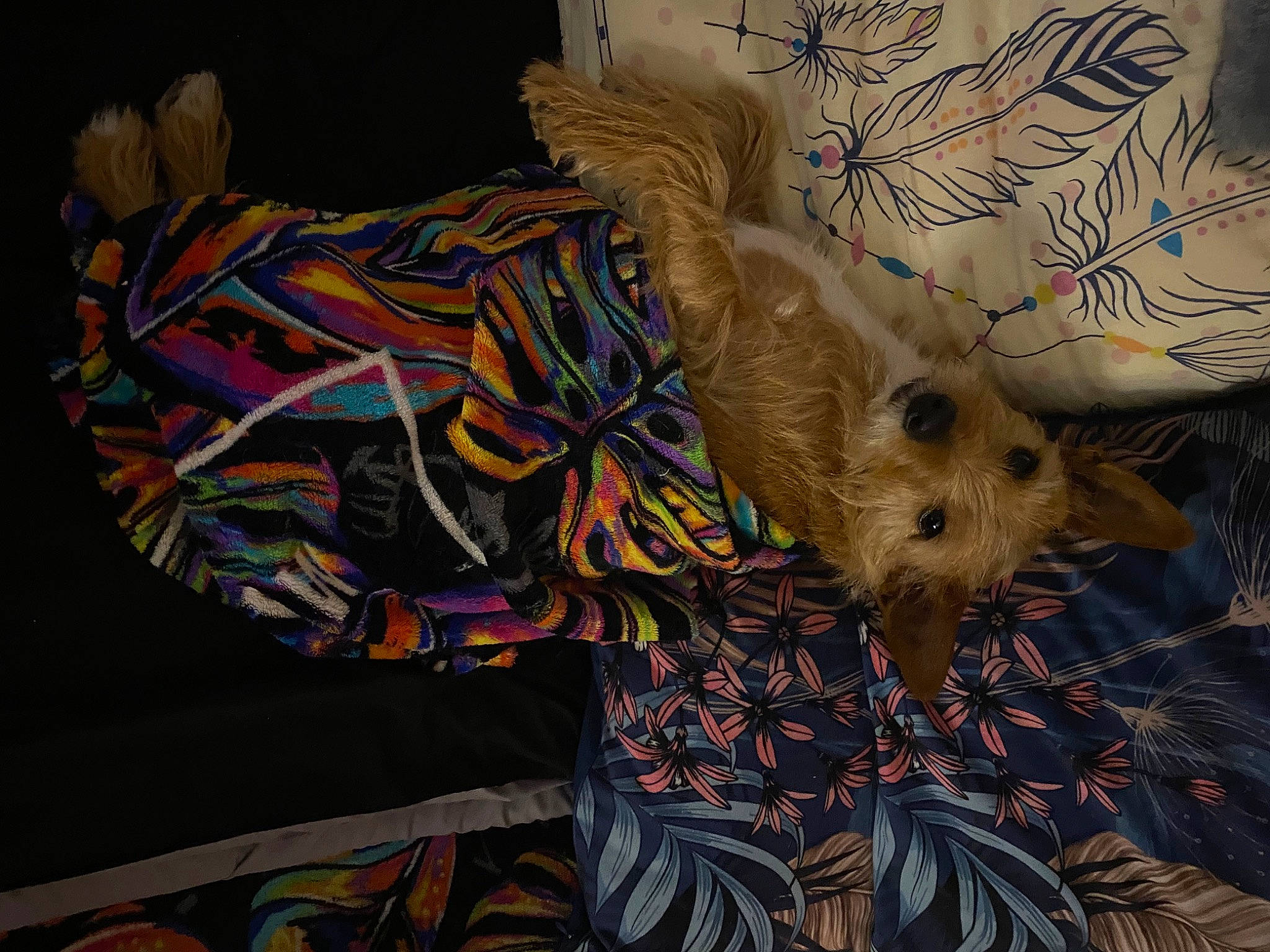 Diky a rejoint le concours — aidez-le/la à gagner de superbes lots ! art, canidae, carnivore, companion_dog, dog, dog_breed, dog_clothes, dog_supply, fashion_accessory, fawn, fur, linens, pattern, plant, snout, sporting_group, tail, toy_dog, visual_arts, working_animal