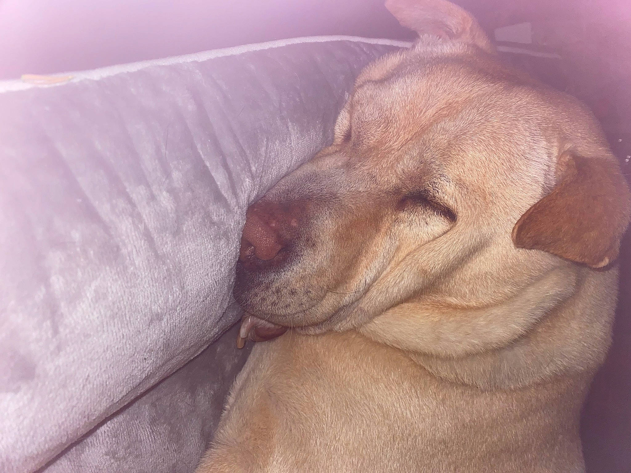 Jiouk participe au concours pour gagner de l'argent avec cette photo : canidae, carnivore, comfort, companion_dog, dog, dog_breed, ear, fawn, fur, gun_dog, liver, nap, paw, snout, sporting_group, tail, terrestrial_animal, whiskers, working_animal, wrinkle