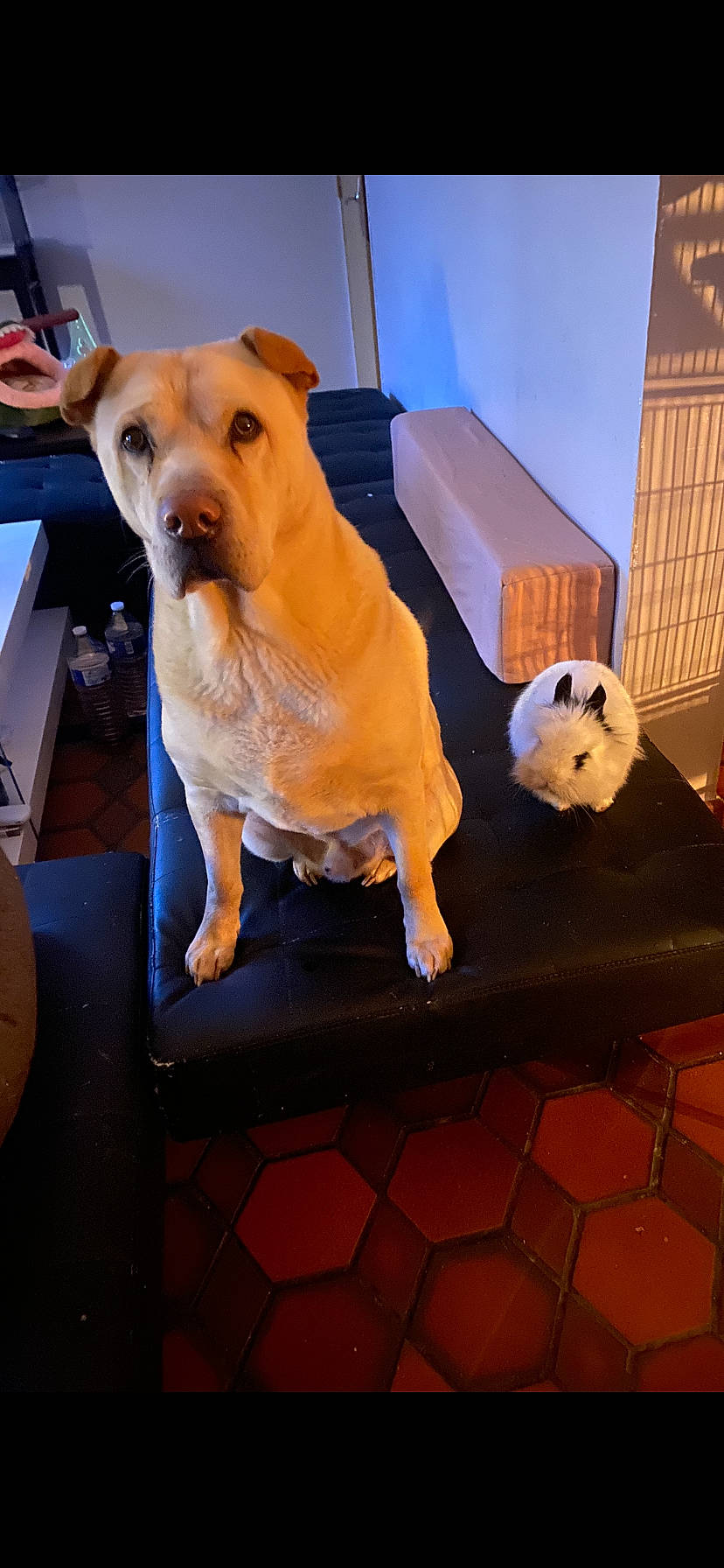 Jiouk participe au concours pour gagner de l'argent avec cette photo : ancient_dog_breeds, art, carnivore, collar, companion_dog, dog, dog_breed, dog_clothes, dog_supply, fawn, flooring, guard_dog, non_sporting_group, orange, pet_supply, tail, toy_dog, whiskers, wood, working_animal