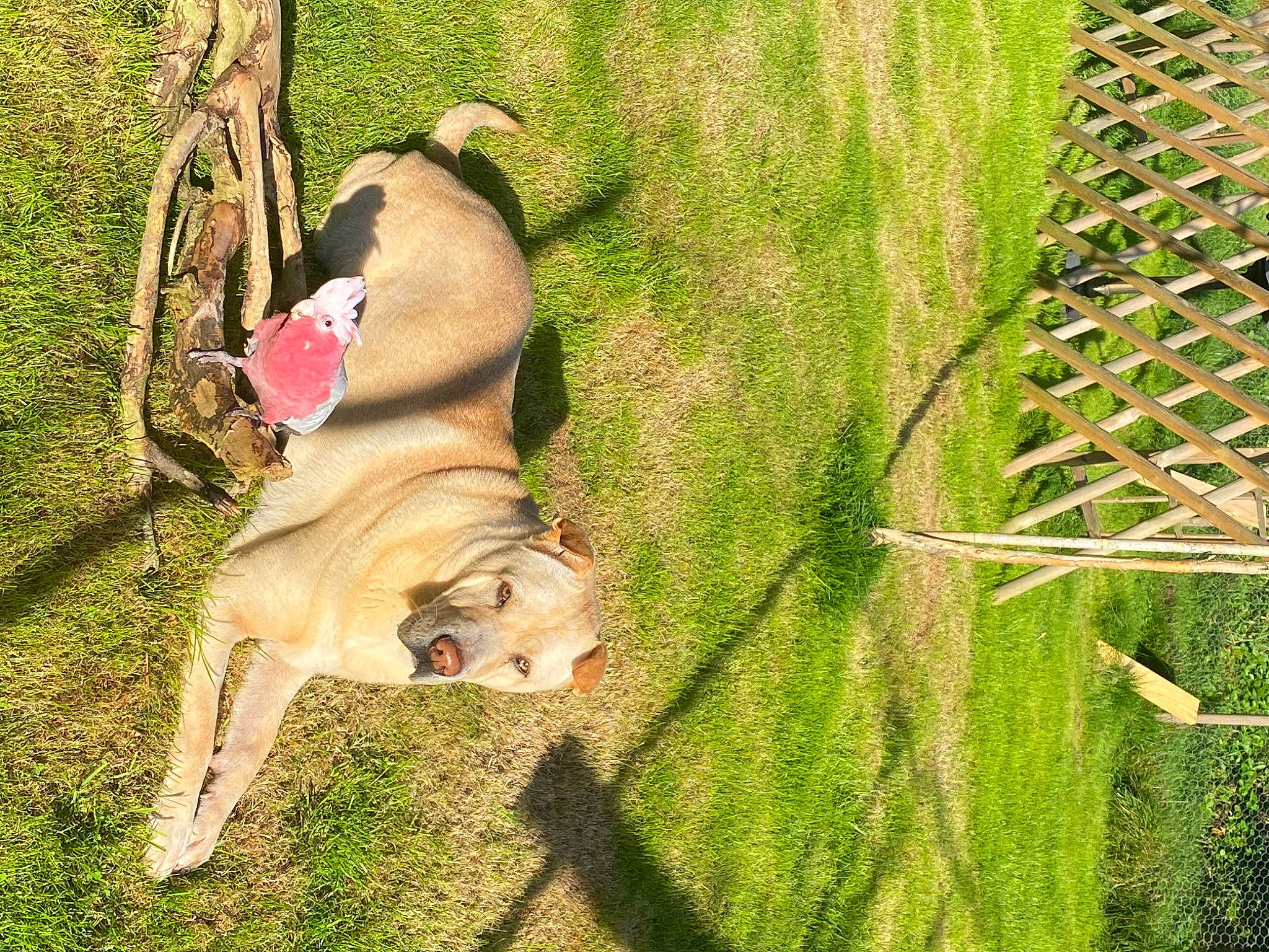 Jiouk participe au concours pour gagner de l'argent avec cette photo : canidae, carnivore, collar, companion_dog, dog, dog_breed, dog_collar, dog_supply, fawn, fur, grass, leash, plant, snout, sporting_group, tail, terrestrial_animal, terrestrial_plant, toy, working_animal