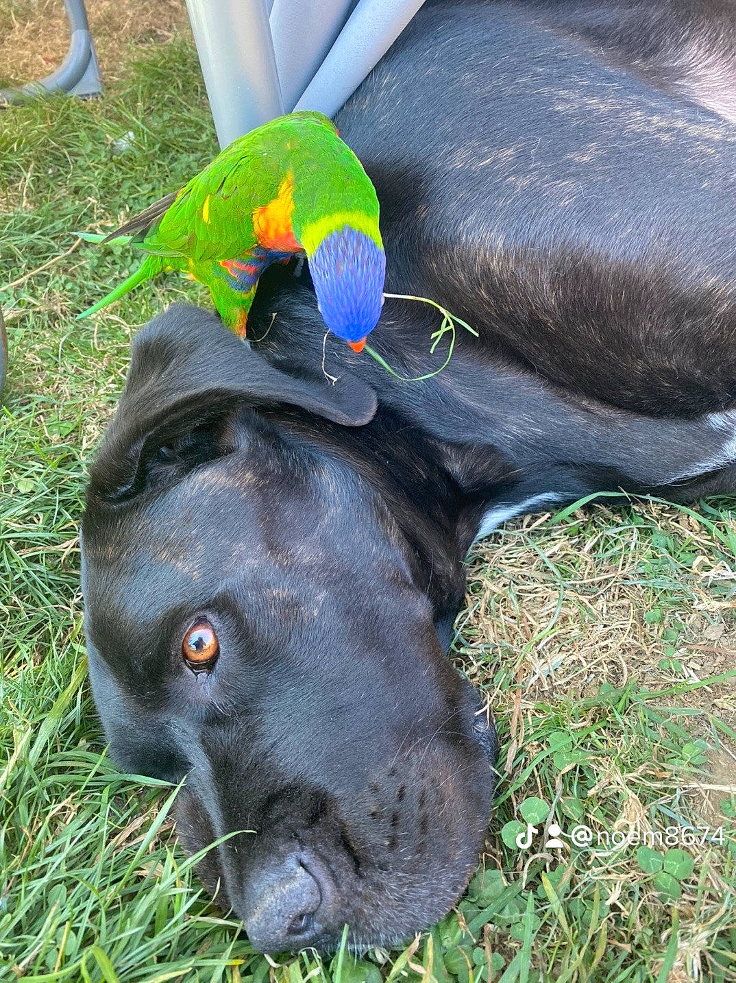 Neptune participe au concours pour gagner de l'argent avec cette photo : borador, carnivore, collar, companion_dog, dog, dog_breed, electric_blue, fashion_accessory, fawn, fur, grass, green, liver, natural_material, personal_protective_equipment, pet_supply, snout, sporting_group, terrestrial_animal, working_animal